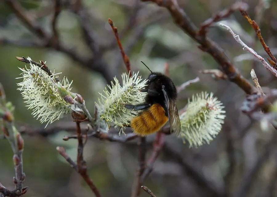 La carte Bombus alpinus