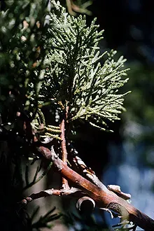 La carte Juniperus deppeana