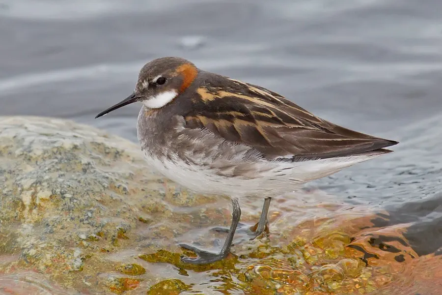 La carte Phalarope à bec étroit
