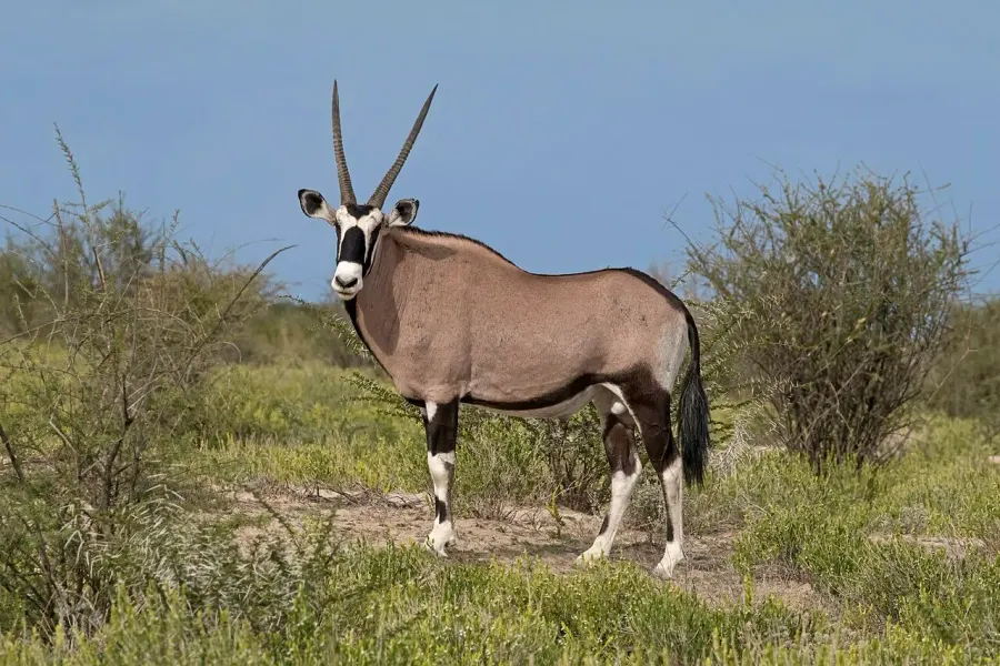 La carte Oryx gazelle