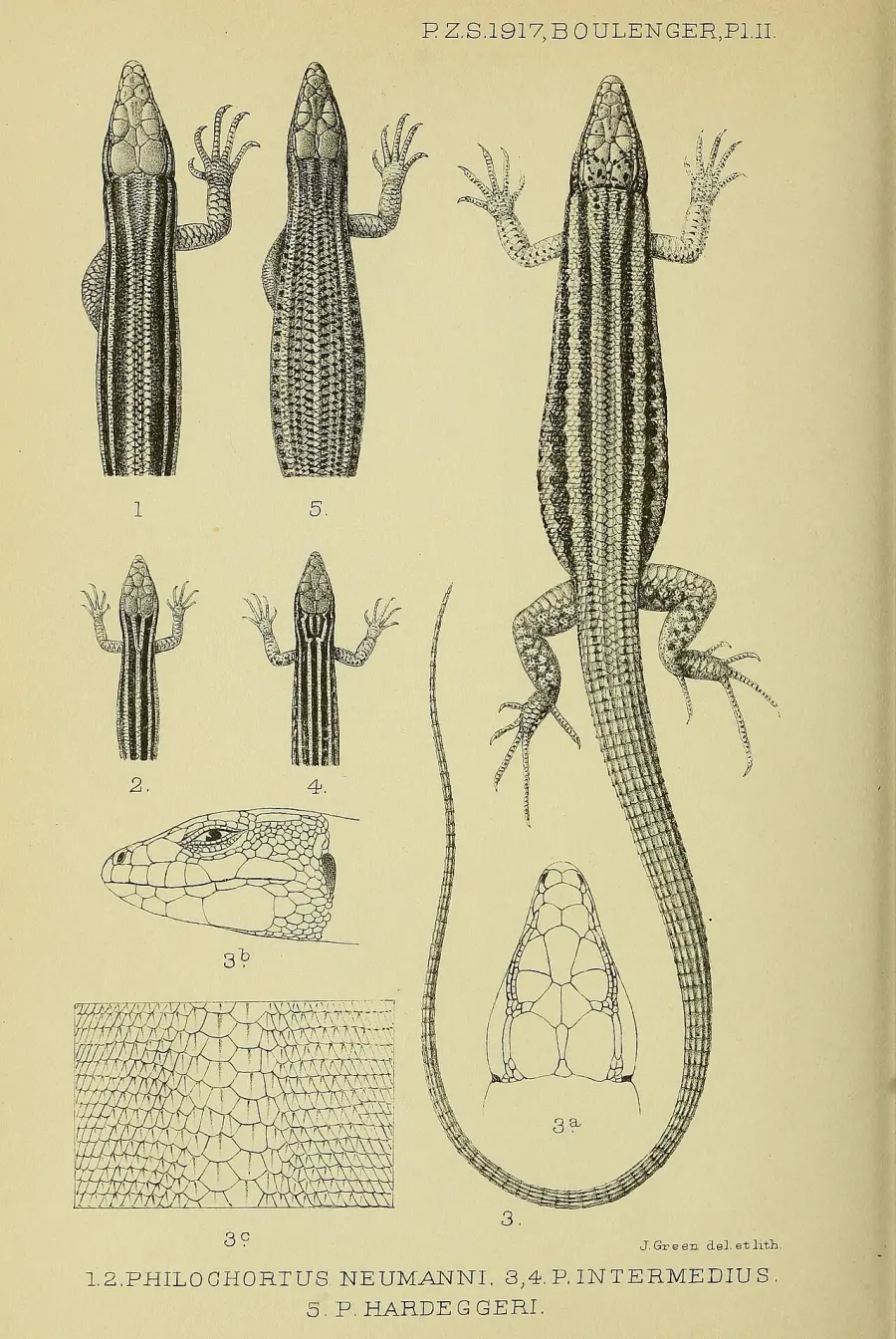 La carte Philochortus