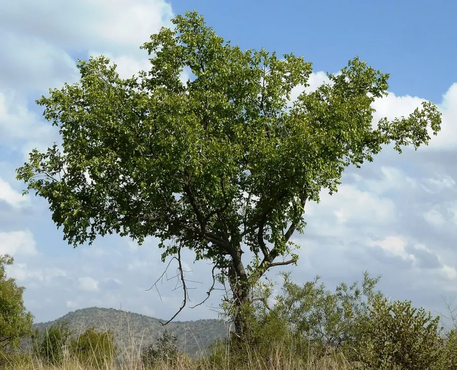 La carte Ziziphus mucronata