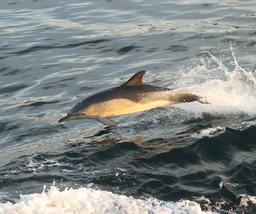La carte Delphinus delphis