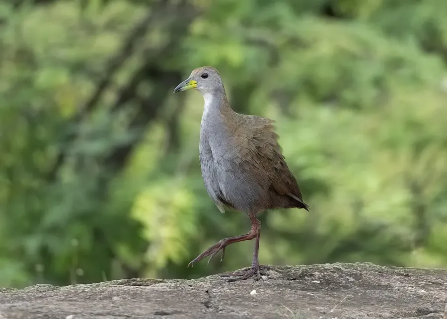 The Brown crake card