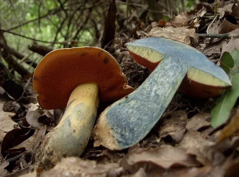 La carte Rubroboletus lupinus