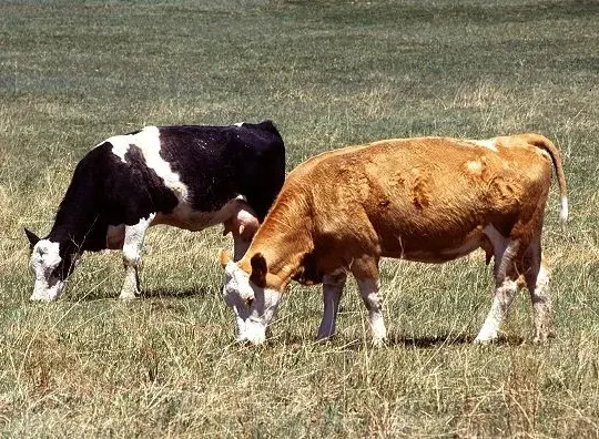 La carte Vous avez deux vaches