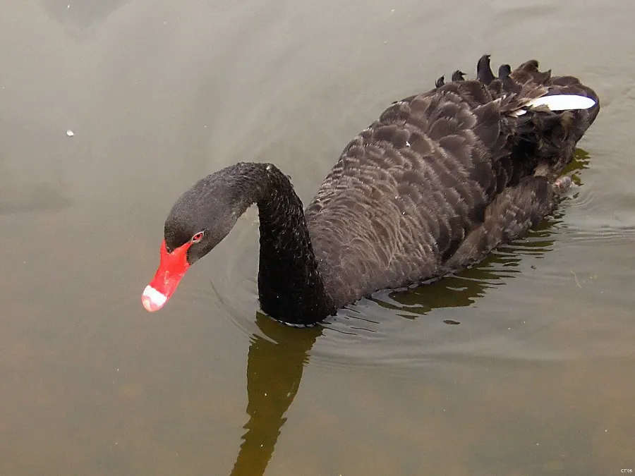 La carte Théorie du cygne noir