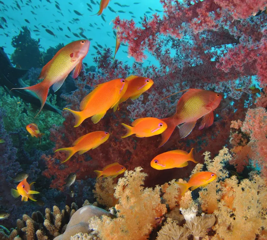 La carte Pseudanthias