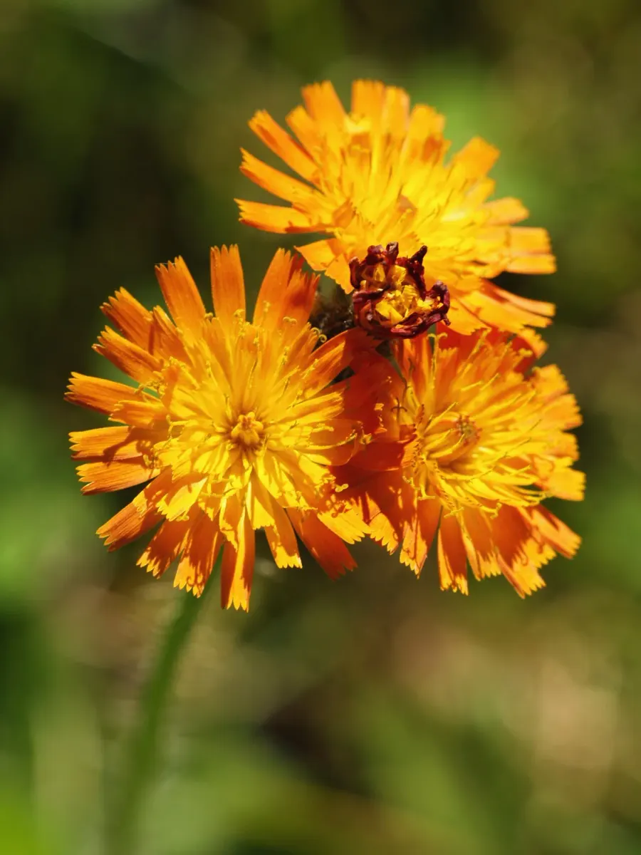 The Pilosella aurantiaca card
