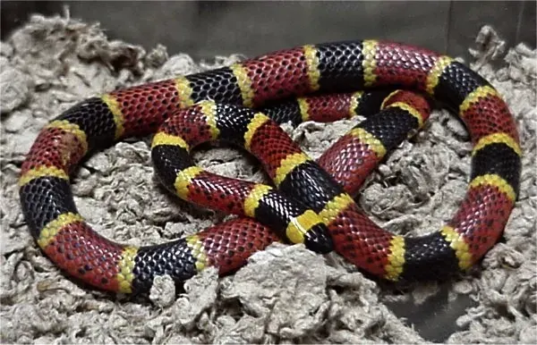La carte Micrurus