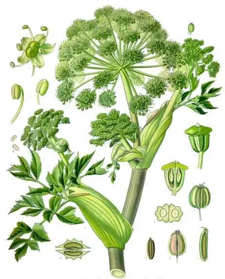 La carte Angélique officinale