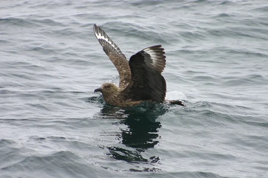 The Great skua card