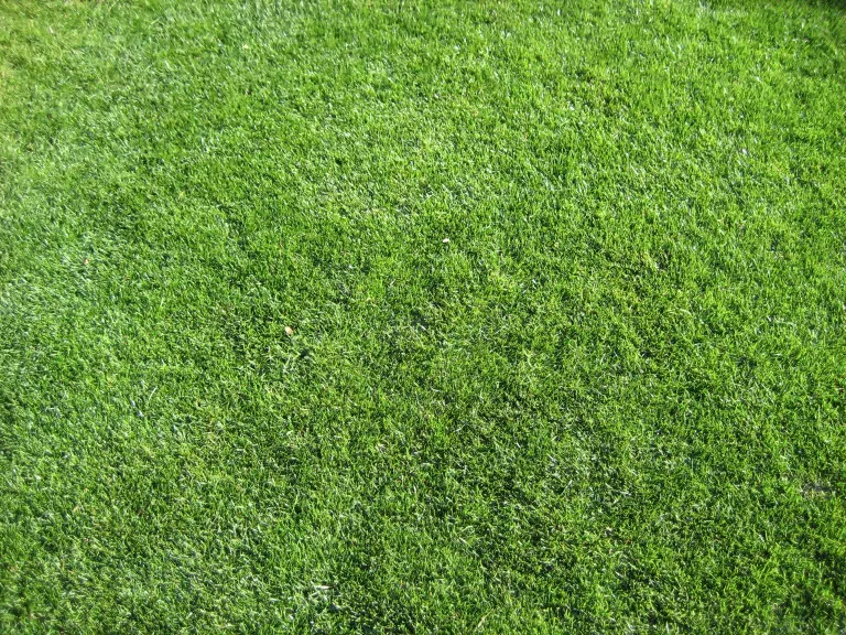 The Lawn card