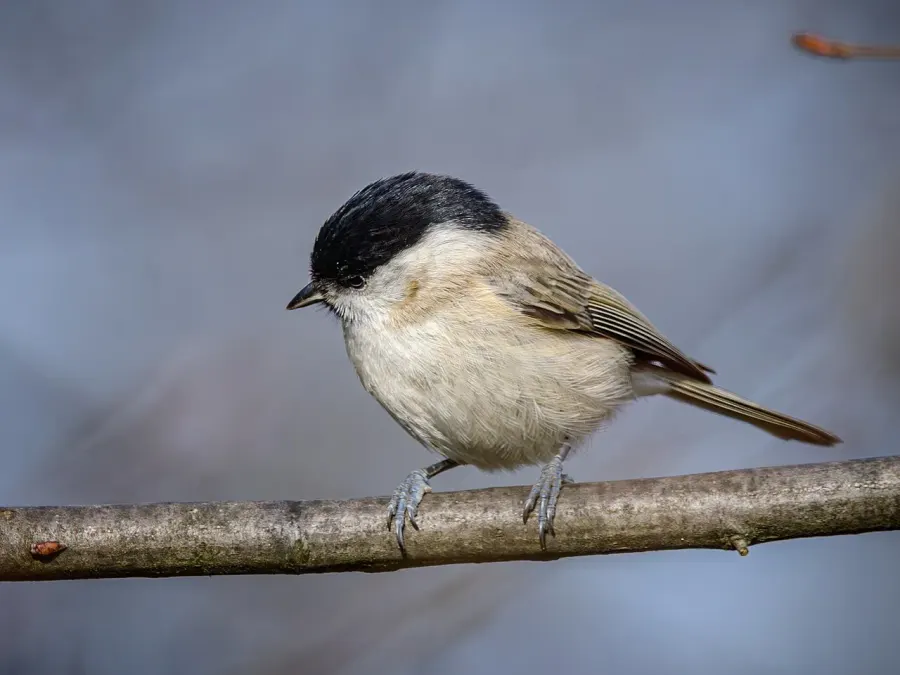 La carte Mésange nonnette