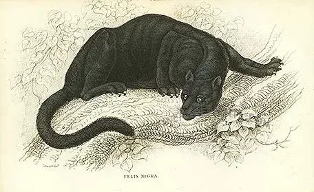 The Black panther card