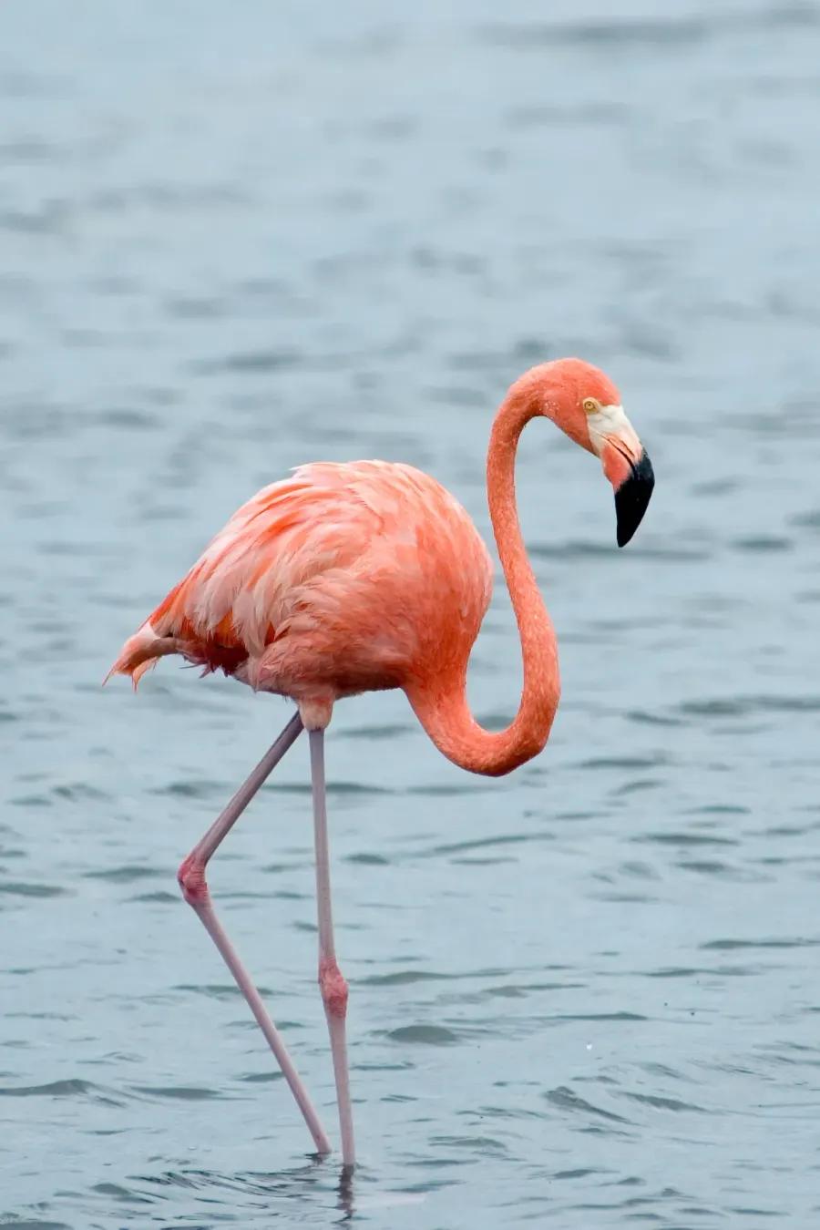 The American flamingo card