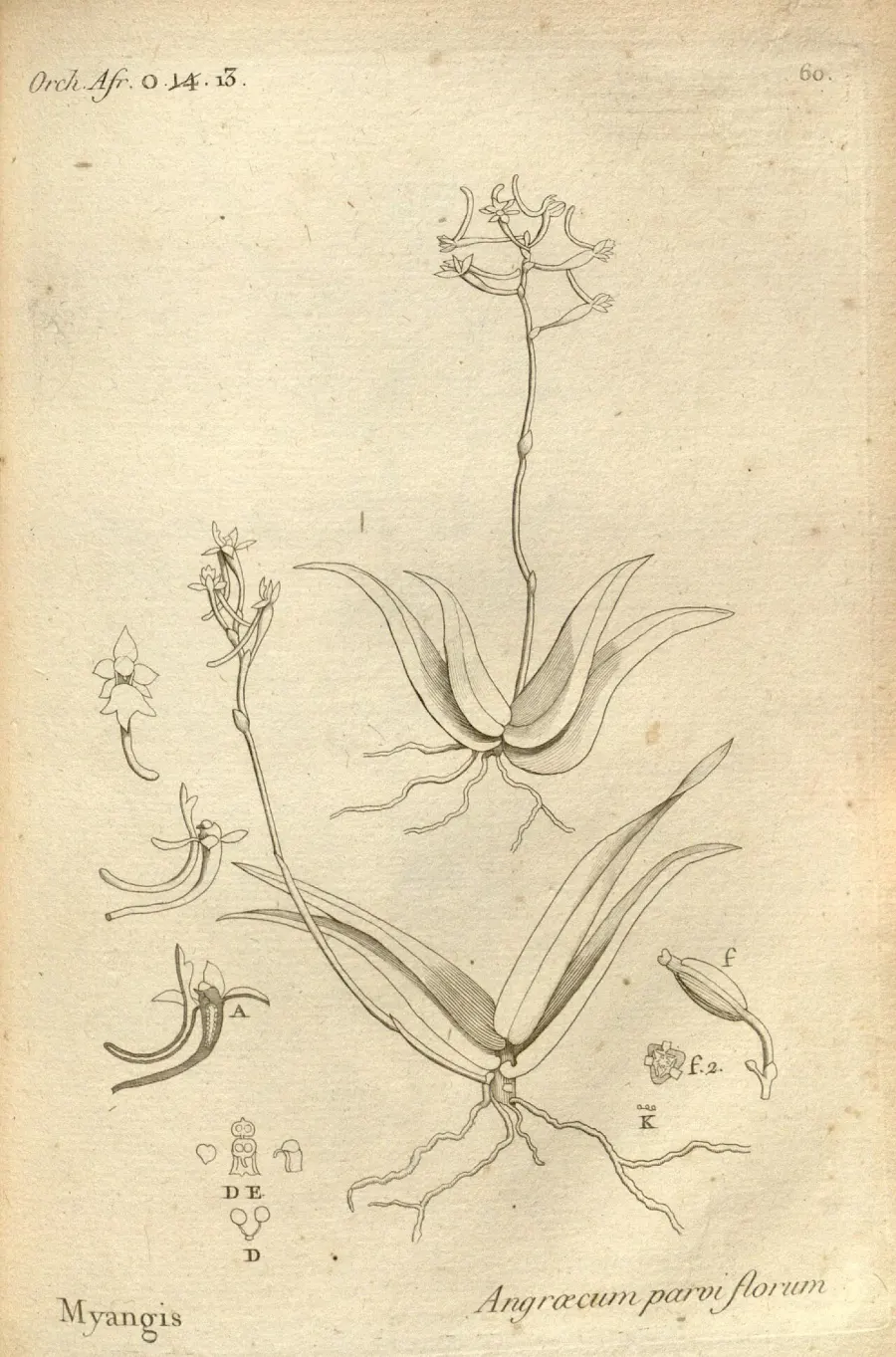 The Angraecopsis card