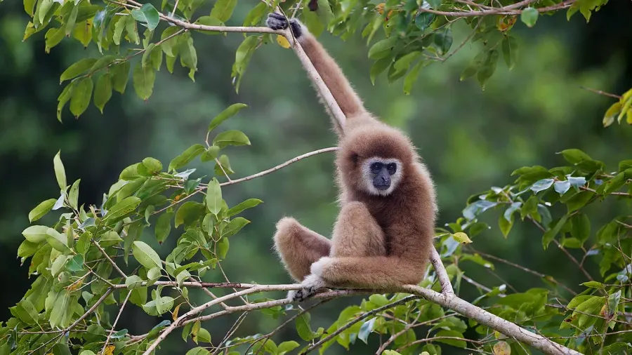 La carte Gibbon à mains blanches