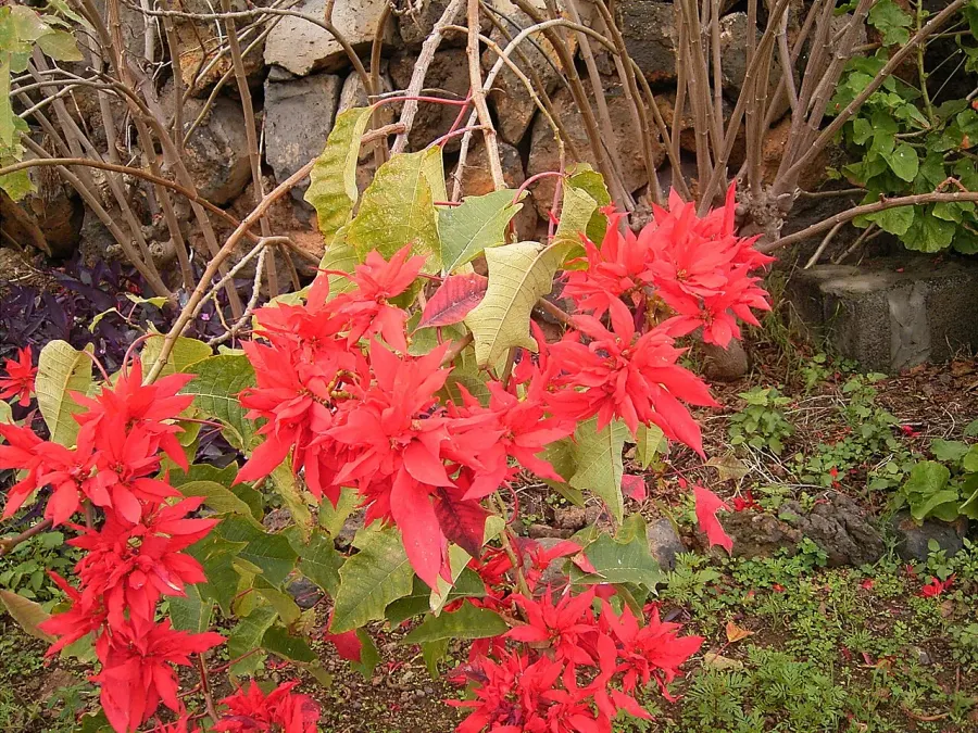 The Poinsettia card