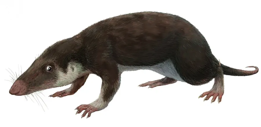 La carte Mammaliaformes