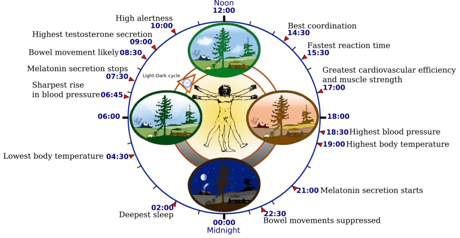 La carte Rythme circadien