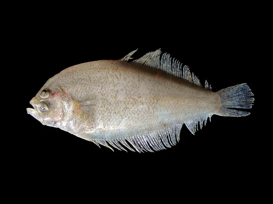 La carte Arnoglossus