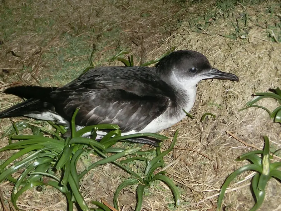 The Manx shearwater card