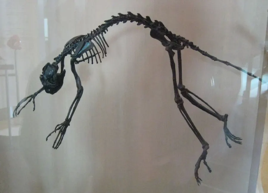 La carte Notharctus