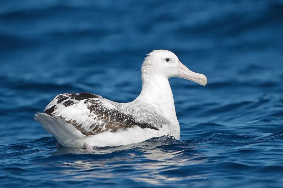 The Snowy albatross card