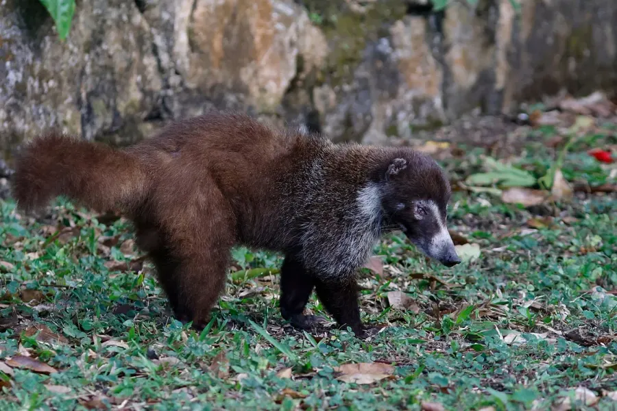 The Cozumel coati card