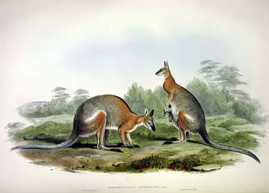 La carte Macropus dorsalis