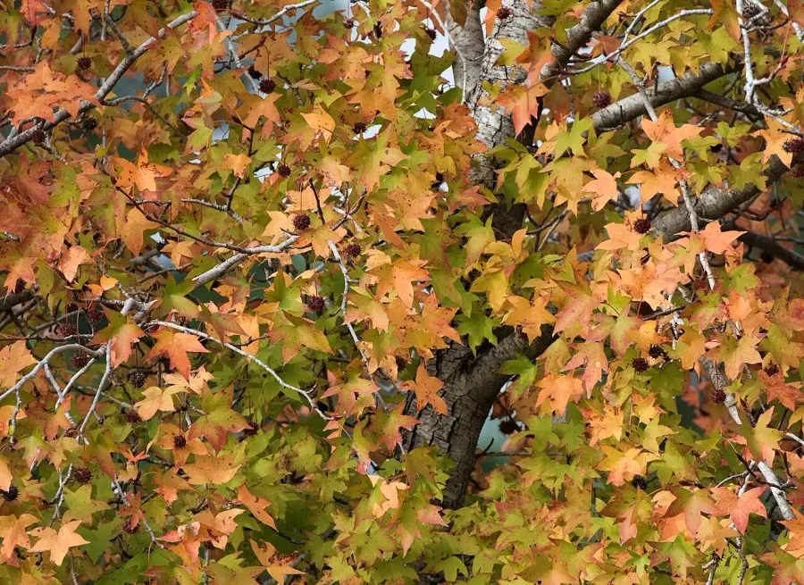 La carte Liquidambar orientalis