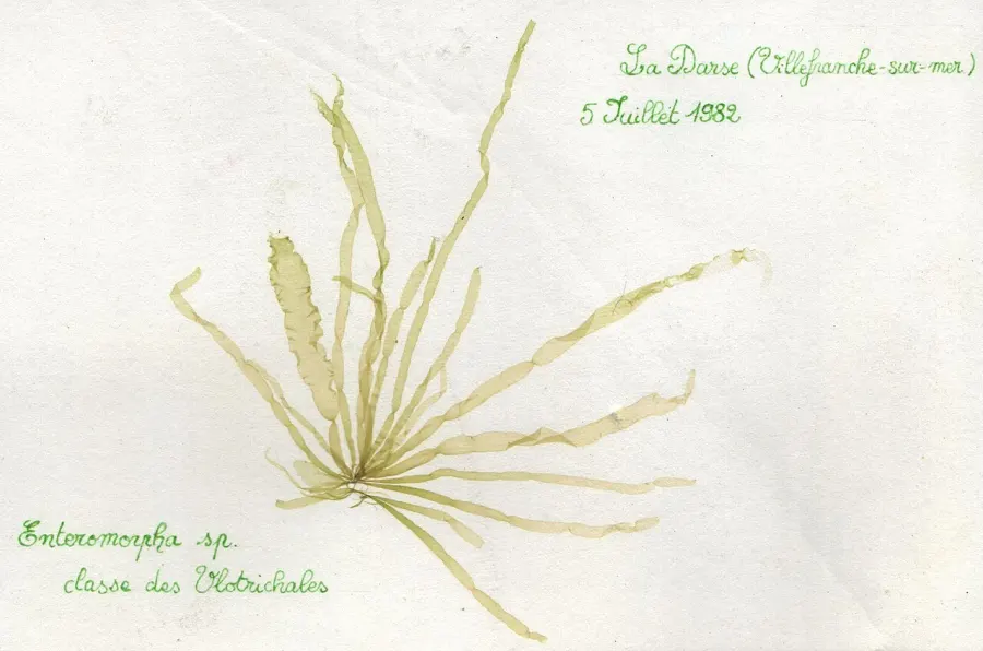 The Green laver card