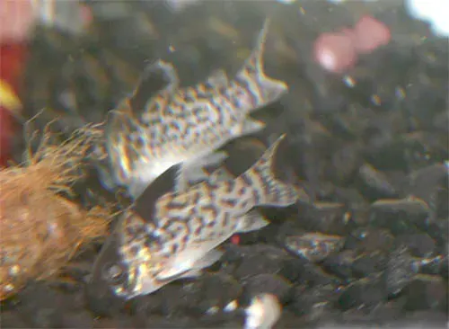 La carte Corydoras leucomelas