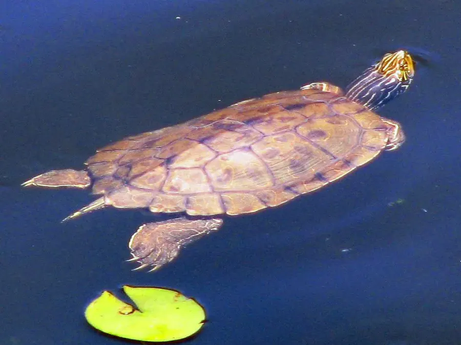 The Northern map turtle card