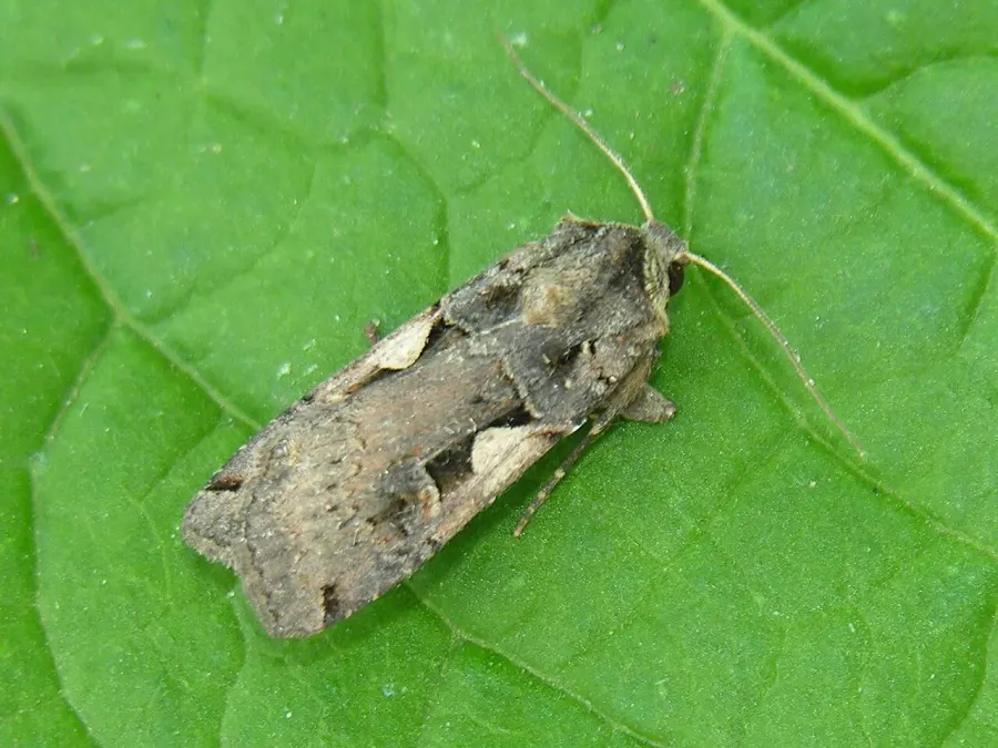 The Setaceous Hebrew character card