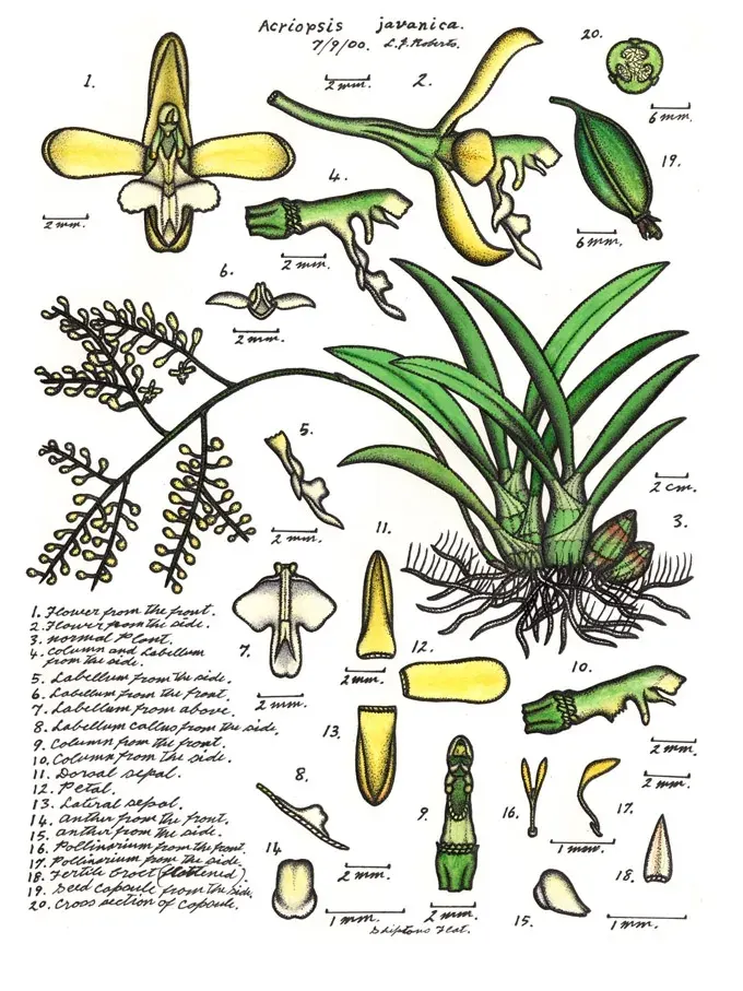 La carte Acriopsis