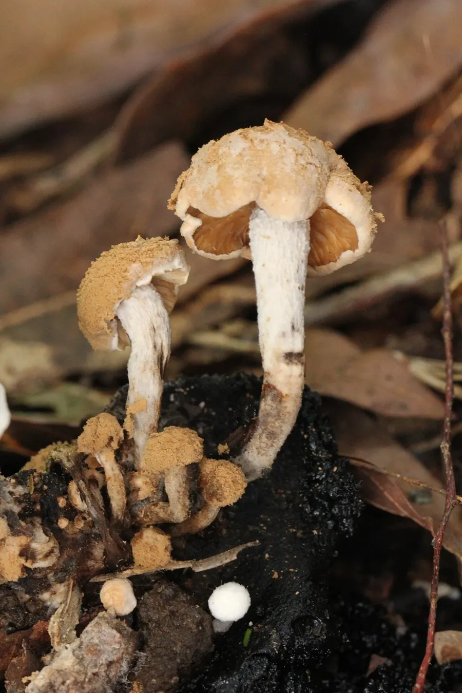 The Asterophora lycoperdoides card
