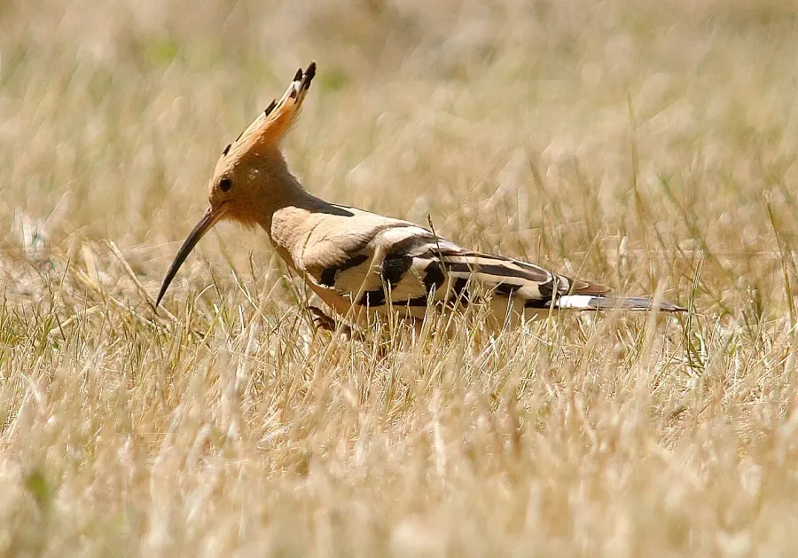 La carte Upupidae