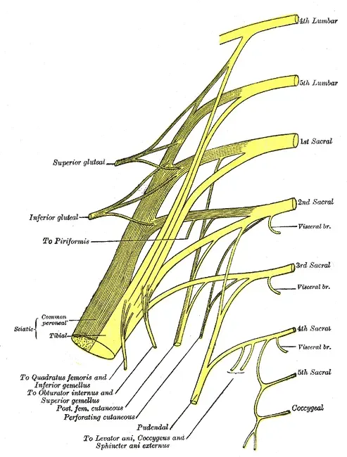 La carte Plexus sacral