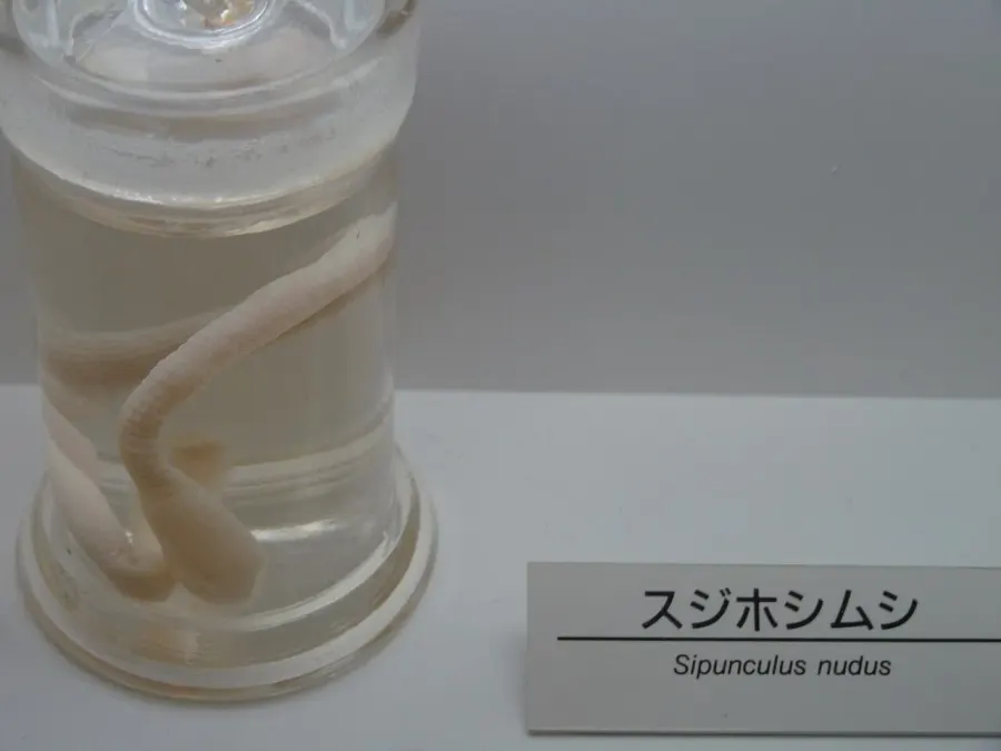 The Sipunculidae card
