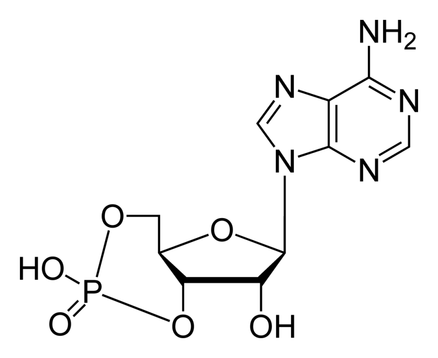 The Cyclic adenosine monophosphate card
