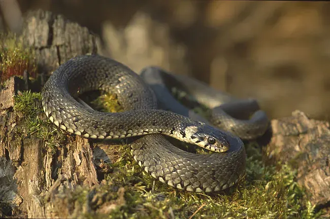 The Snake card