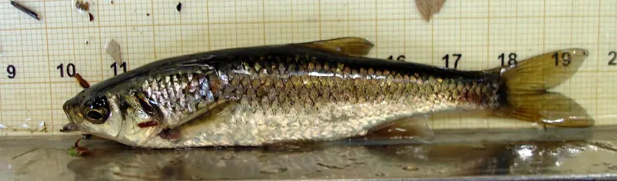 La carte Squalius alburnoides