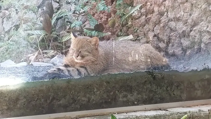 The Pampas cat card
