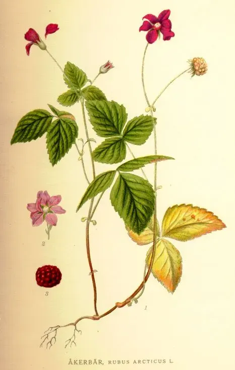 La carte Rubus arcticus