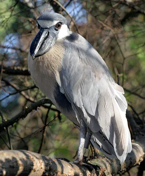 The Boat-billed heron card