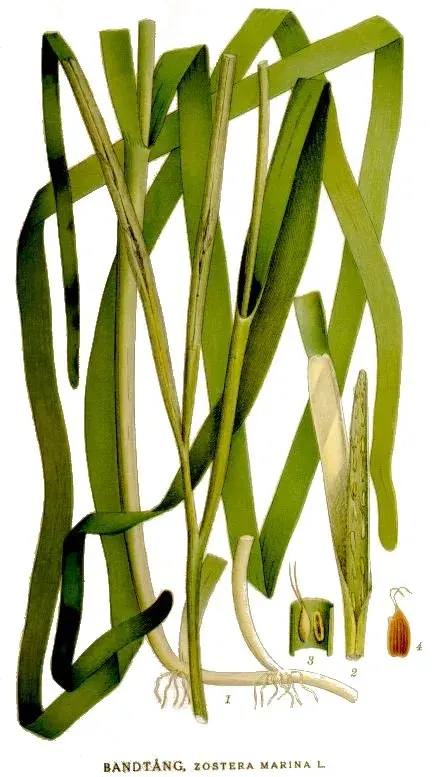 La carte Zosteraceae