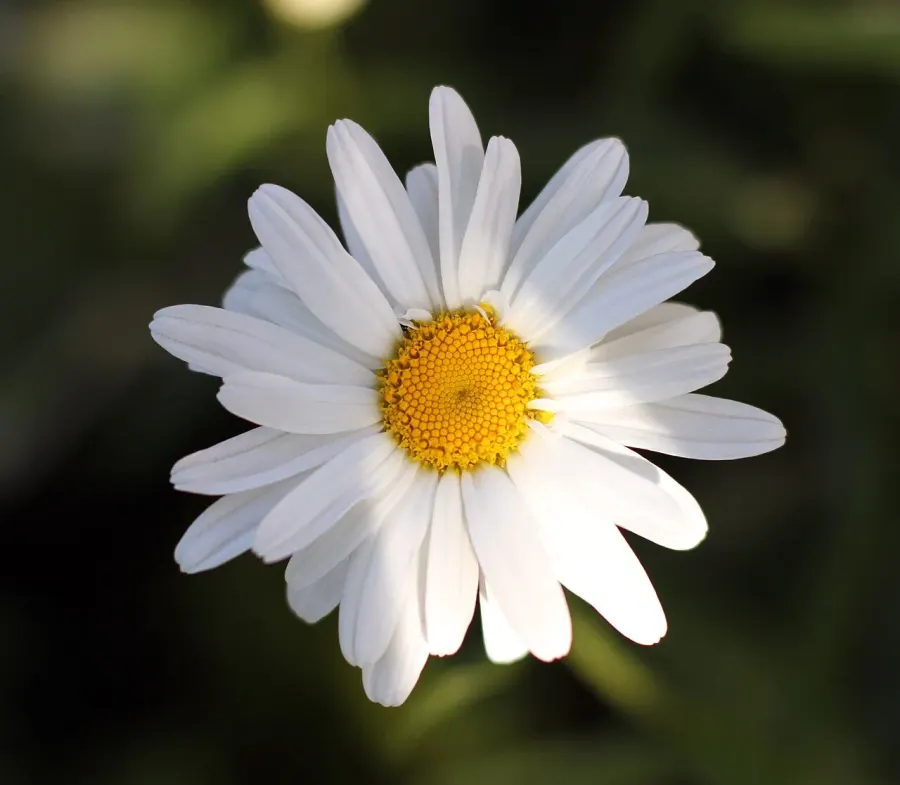 La carte Leucanthemum