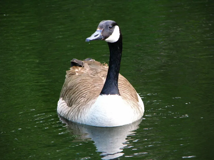 La carte Branta